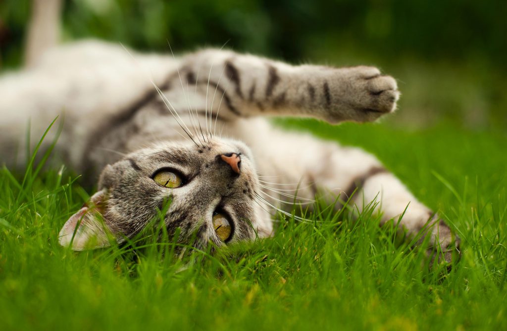 Vier Pfoten Tierheilpraxis für Katzen und Hunde