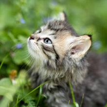 Minou Cornils, Vier Pfoten Tierheilpraxis für Hunde und Katzen